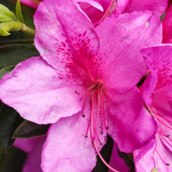 Azalea Purple Splendor (Single Petal) - Image 7