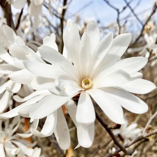 Magnolia Stellata (Star Magnolia) - Image 3