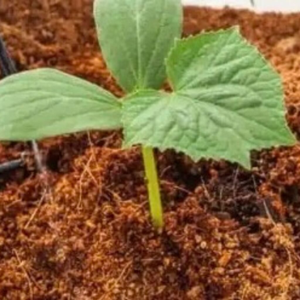 Image #4 from Anonymous