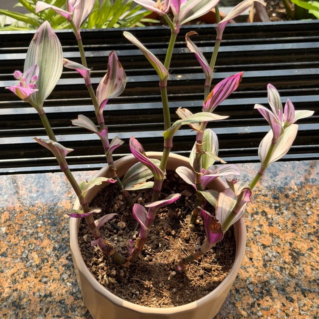 Image #2 from Anonymous