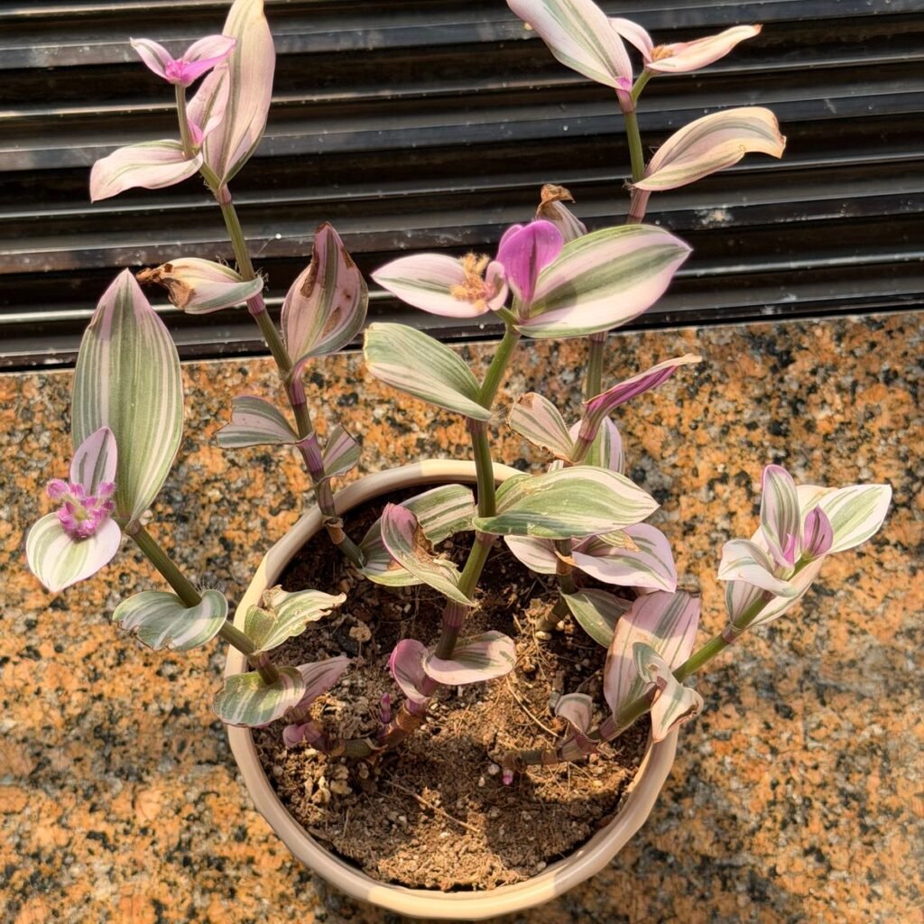 Image #4 from Anonymous