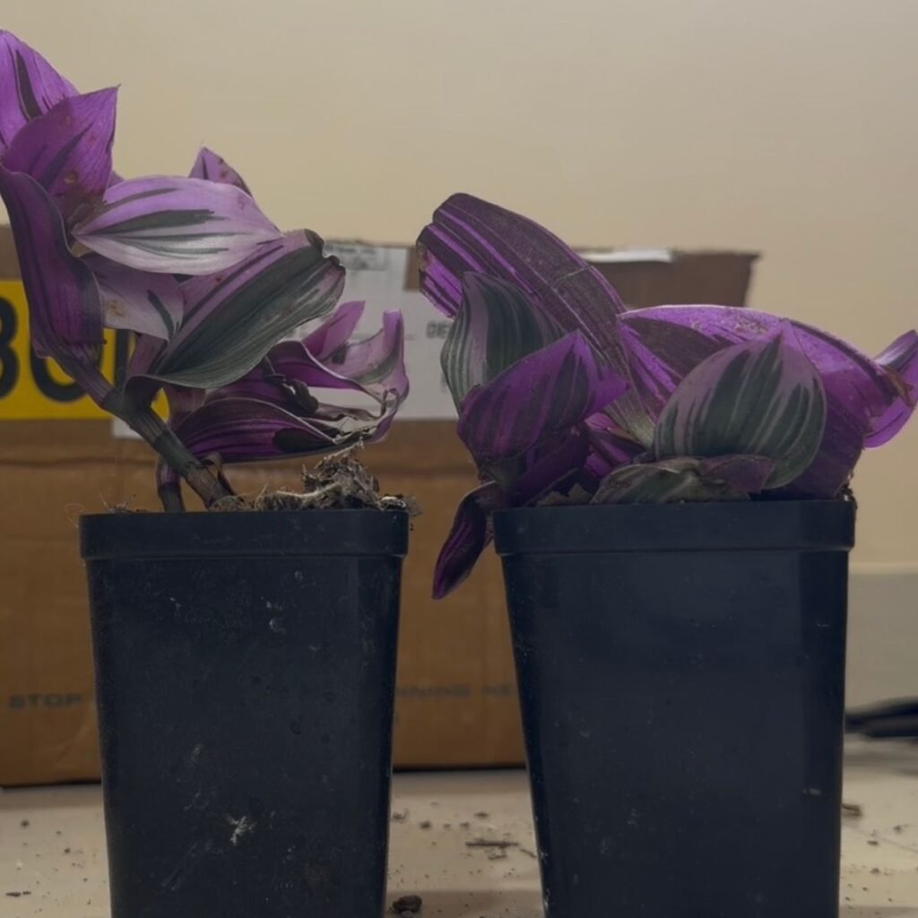 Image #1 from Anonymous