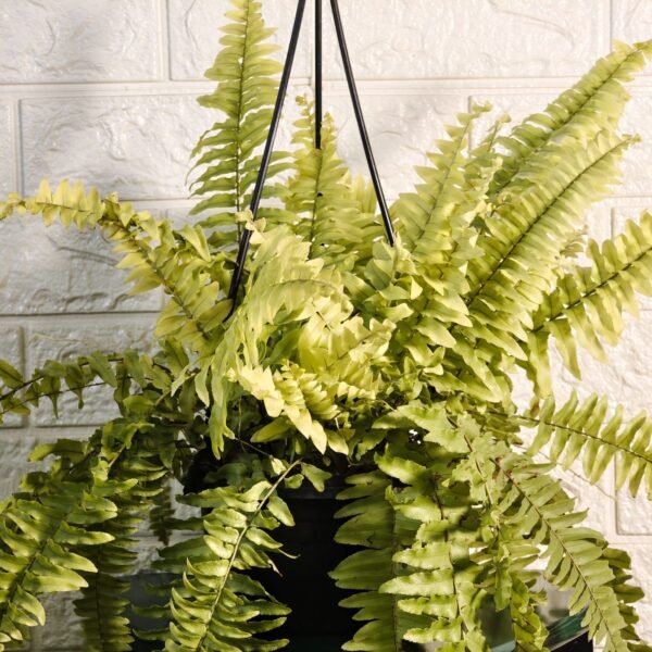 Golden Boston Fern (Nephrolepis exaltata 'Rita's Gold') - Image 2