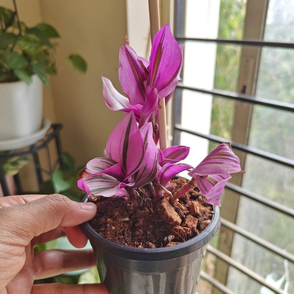 Image #1 from Sayanti Sikder