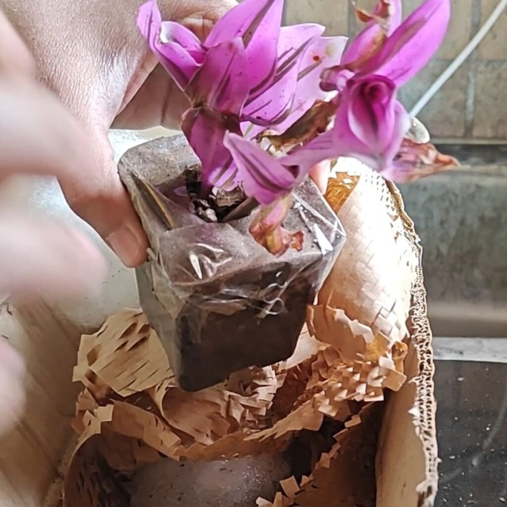 Image #2 from Sayanti Sikder