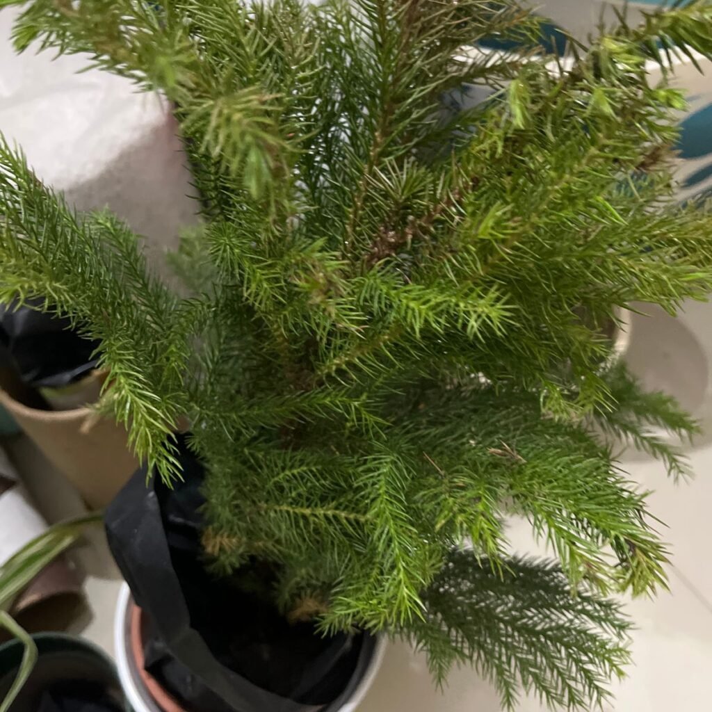 Image #1 from Prashant Bardoloi