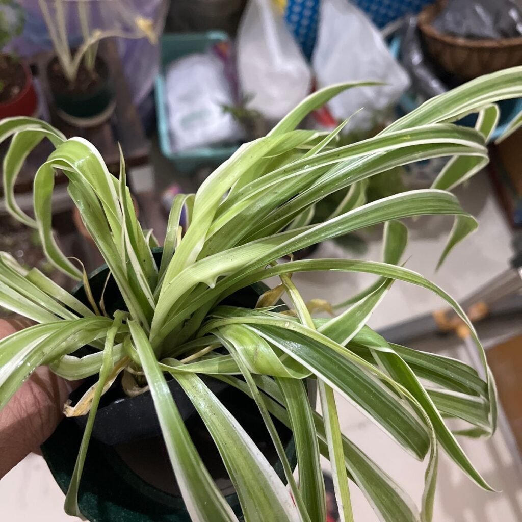 Image #1 from Prashant Bardoloi