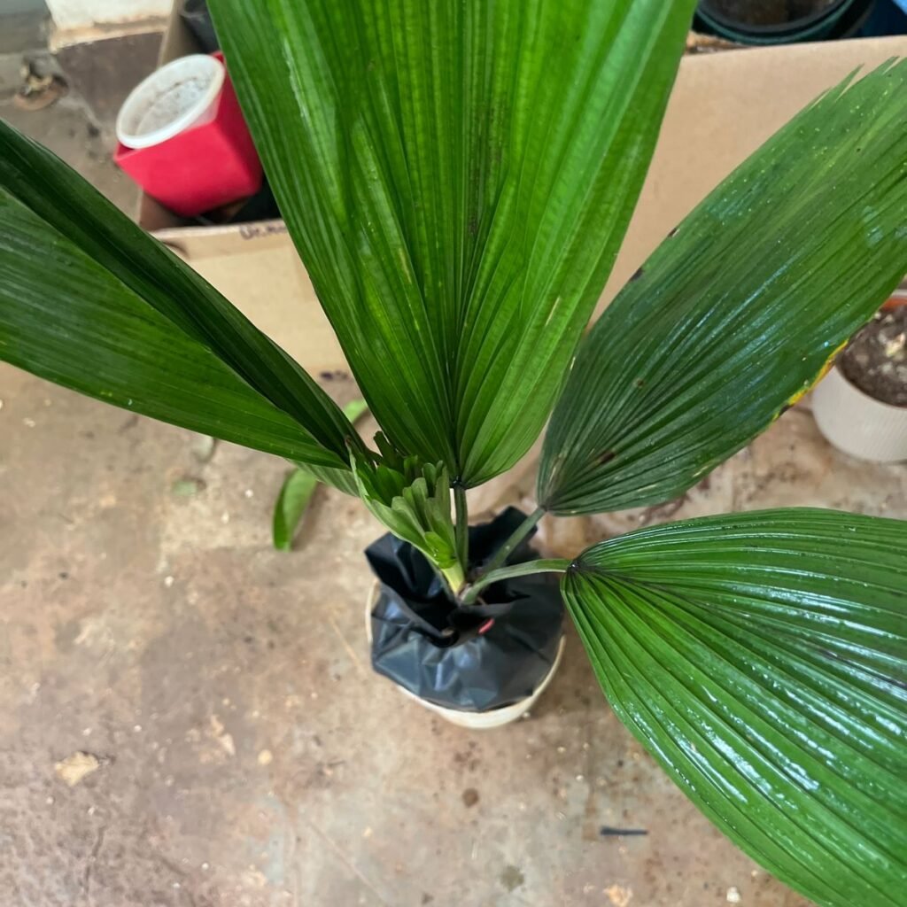 Image #1 from Prashant Bardoloi