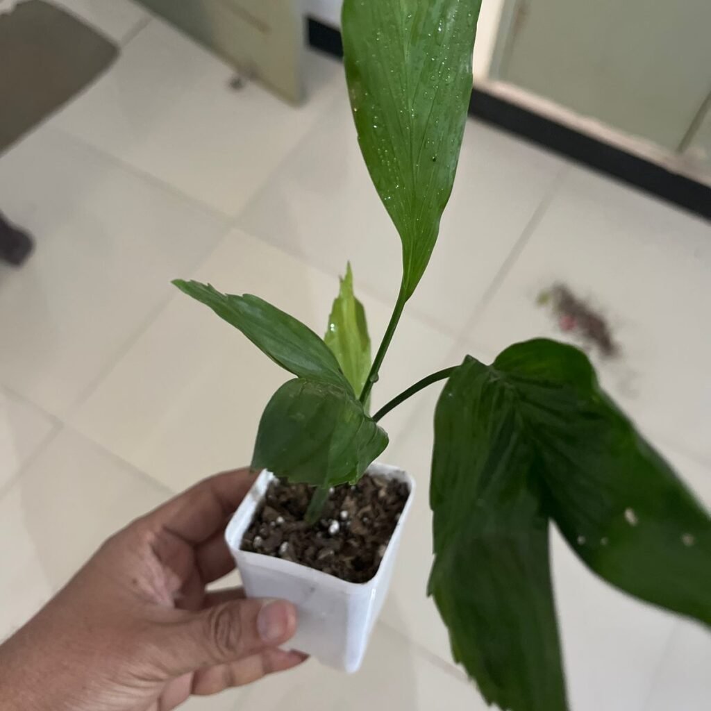 Image #1 from Prashant Bardoloi