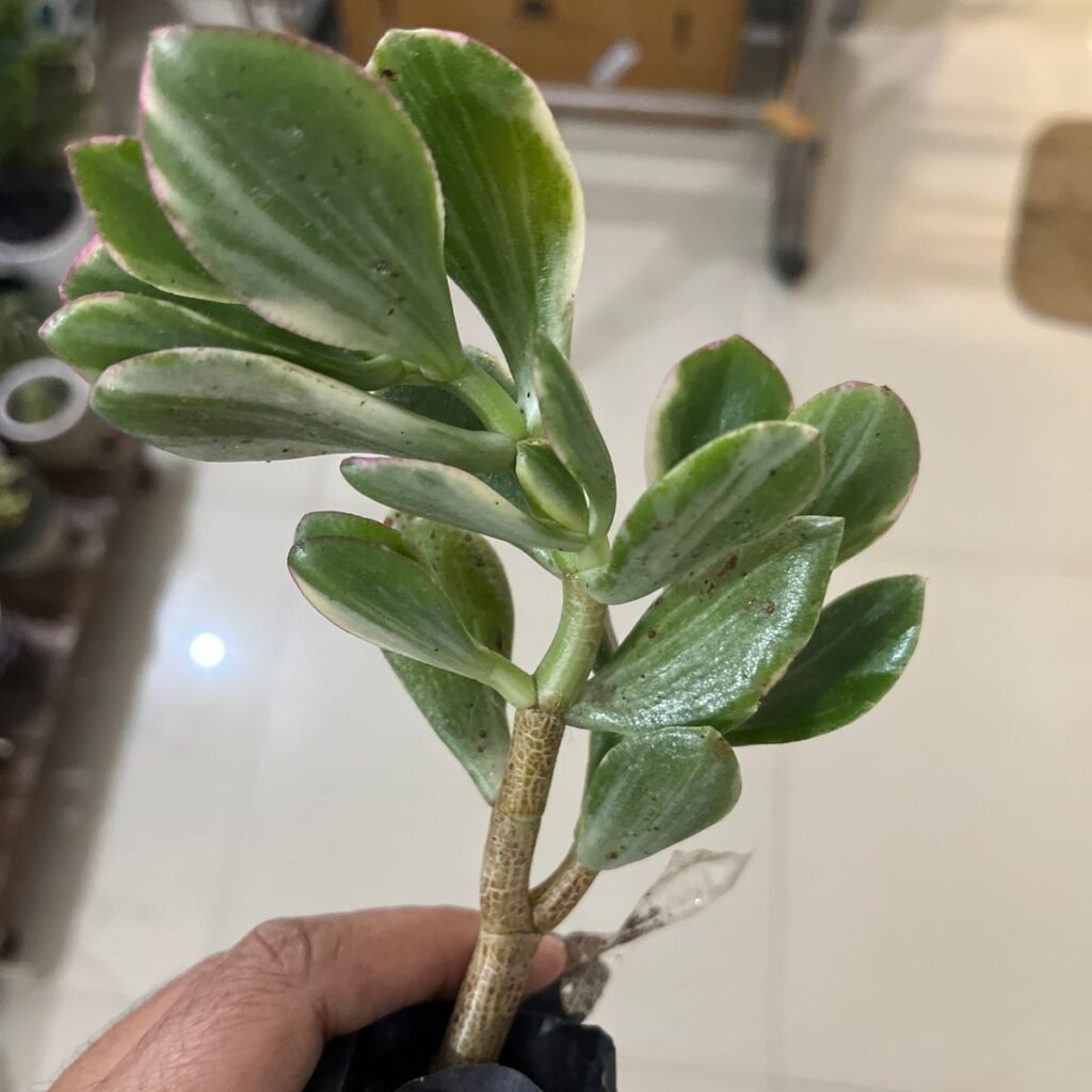 Image #1 from Prashant Bardoloi