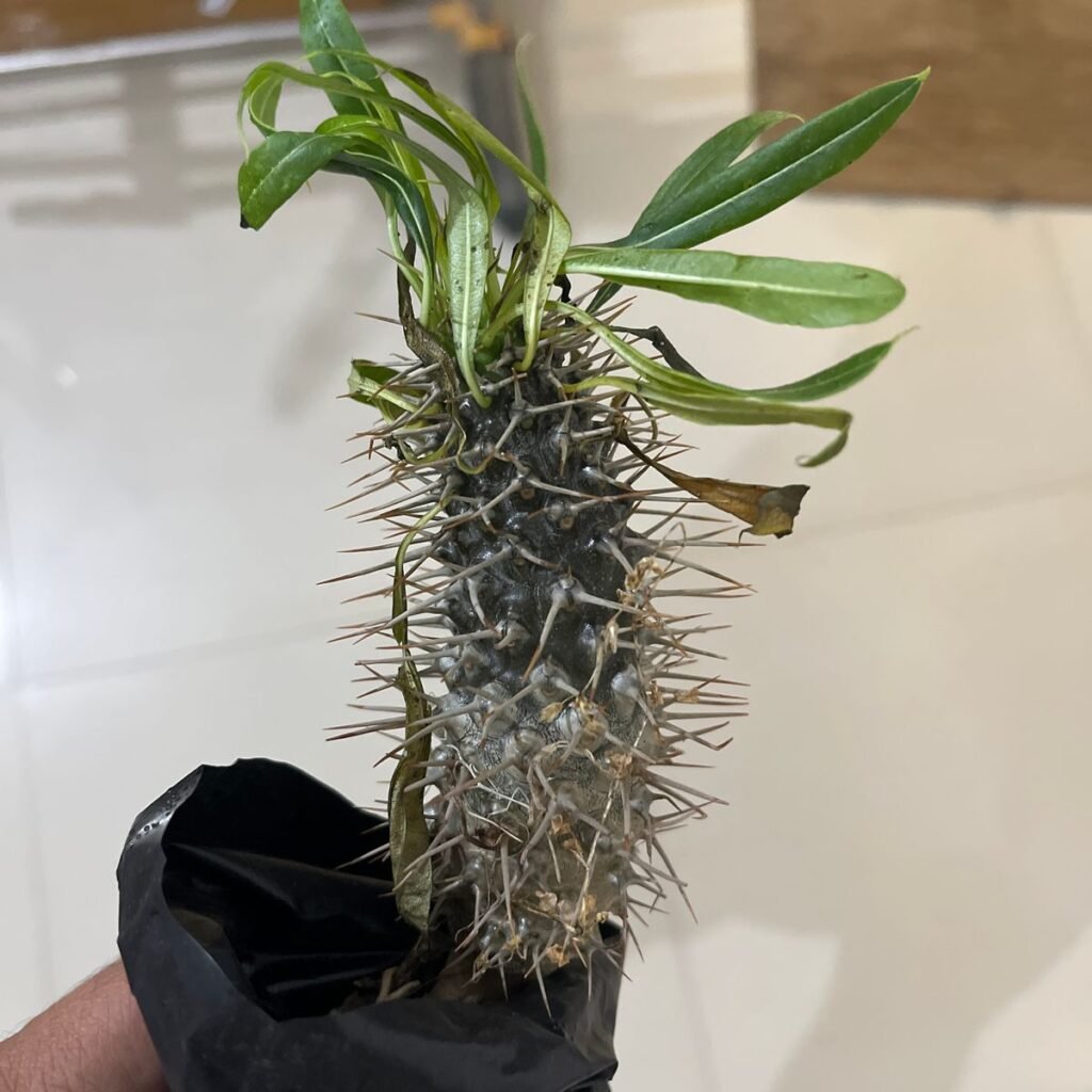 Image #1 from Prashant Bardoloi