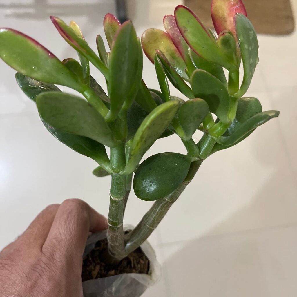 Image #1 from Prashant Bardoloi