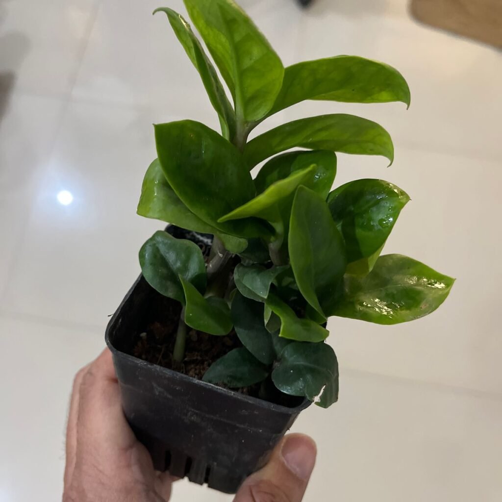 Image #1 from Prashant Bardoloi