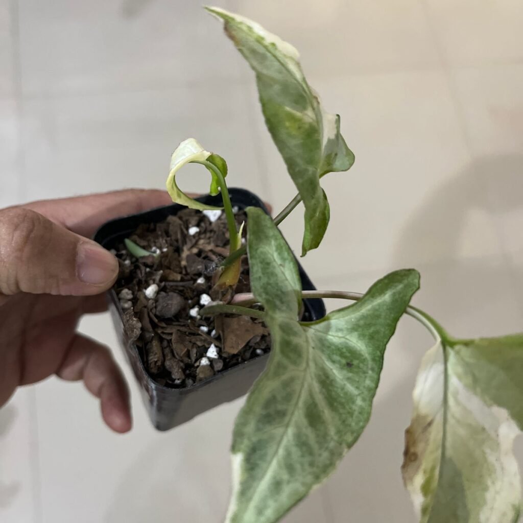 Image #1 from Prashant Bardoloi