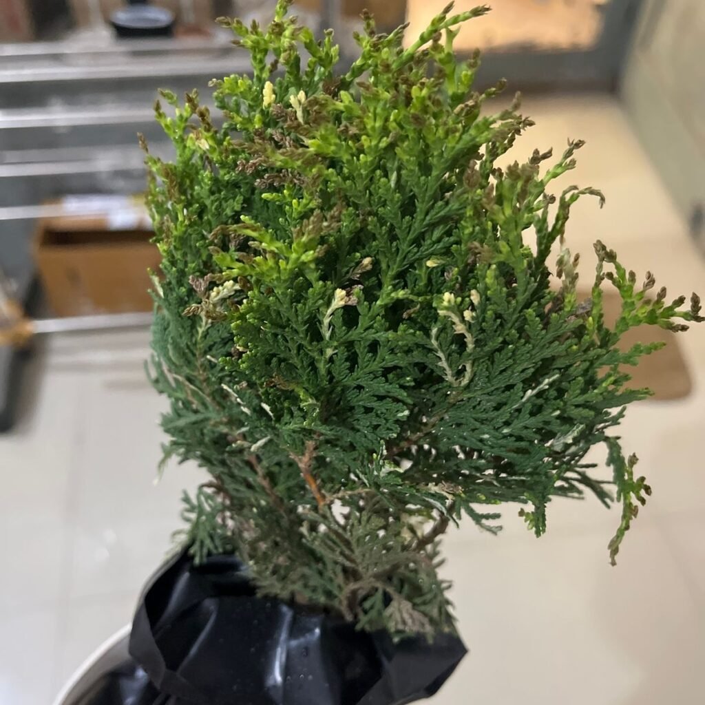 Image #1 from Prashant Bardoloi