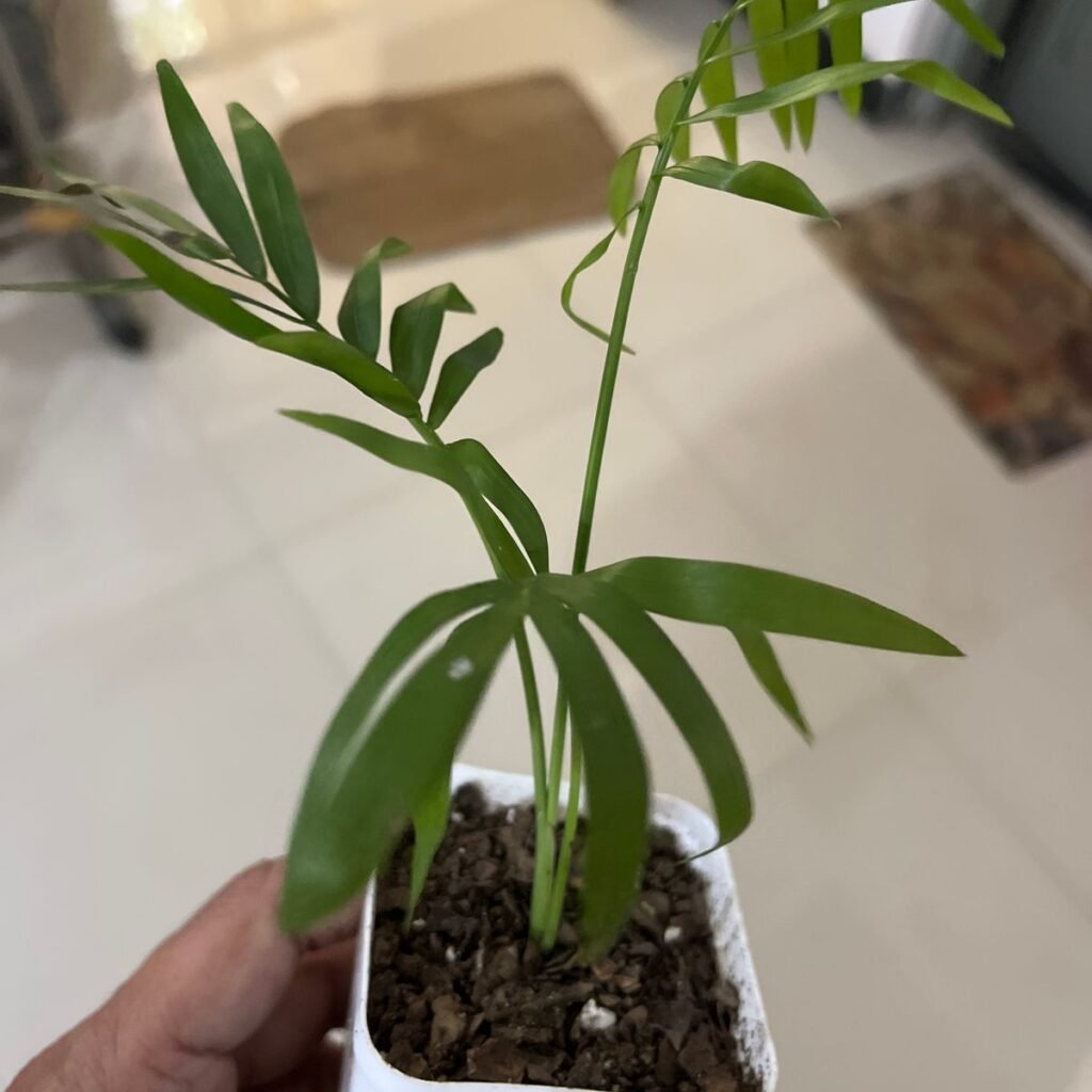 Image #1 from Prashant Bardoloi