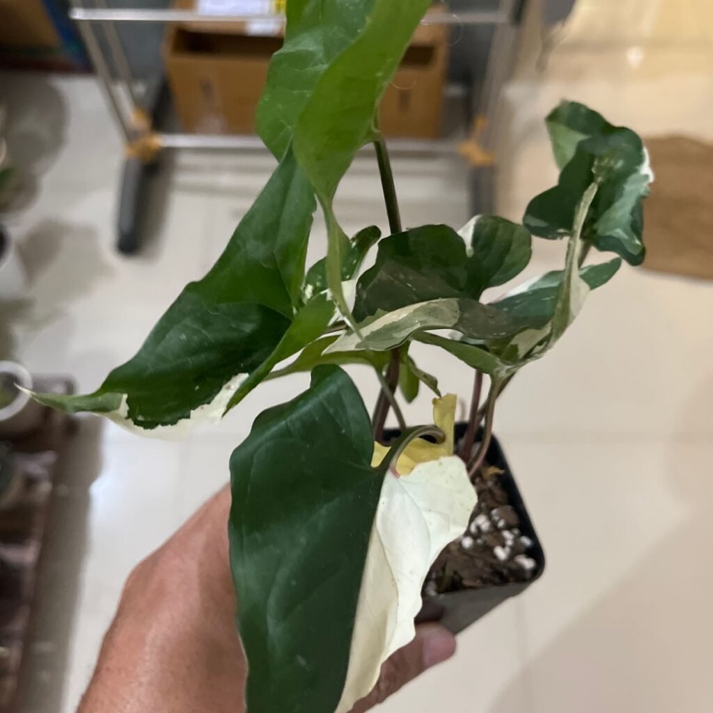 Image #1 from Prashant Bardoloi