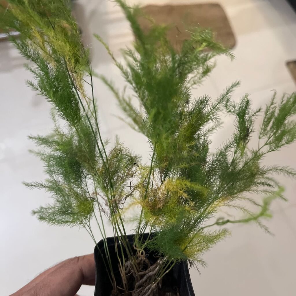 Image #1 from Prashant Bardoloi