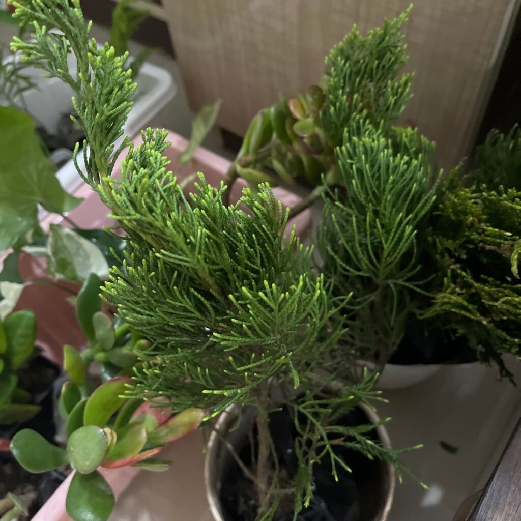 Image #1 from Prashant Bardoloi