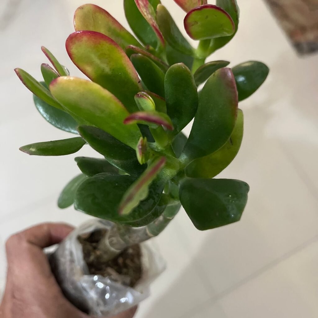 Image #1 from Prashant Bardoloi