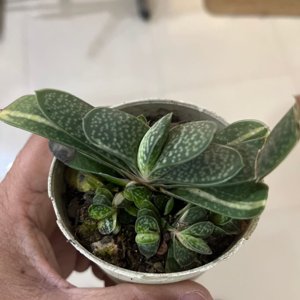 Image #1 from Prashant Bardoloi