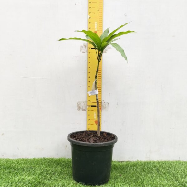 Mango Katimon/Catimon (Grafted) - Image 2