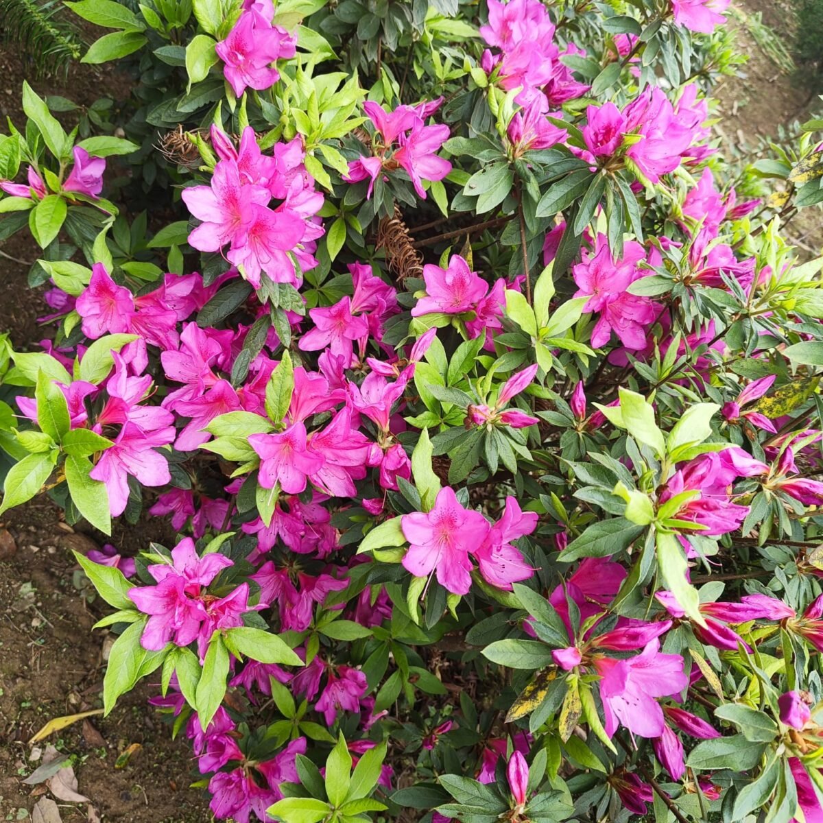 Azalea Purple Splendor (Single Petal) - PlantsHub