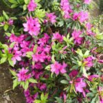 Azalea Single Petal (Purple Color)