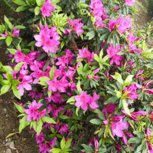 Azalea Purple Splendor (Single Petal)