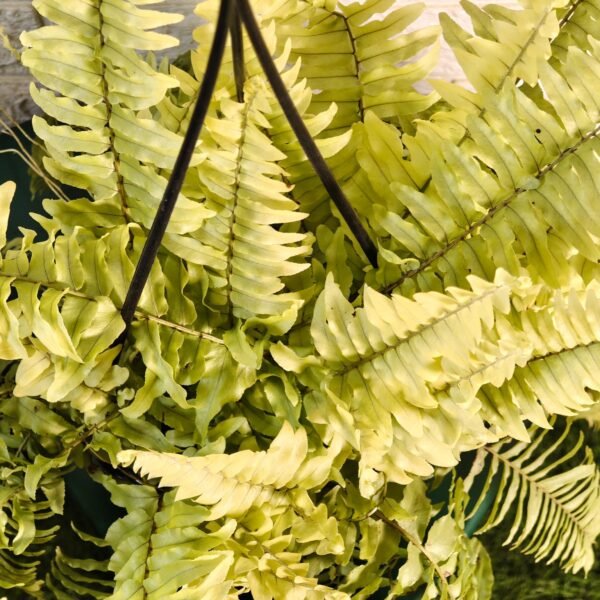 Golden Boston Fern (Nephrolepis exaltata 'Rita's Gold') - Image 6