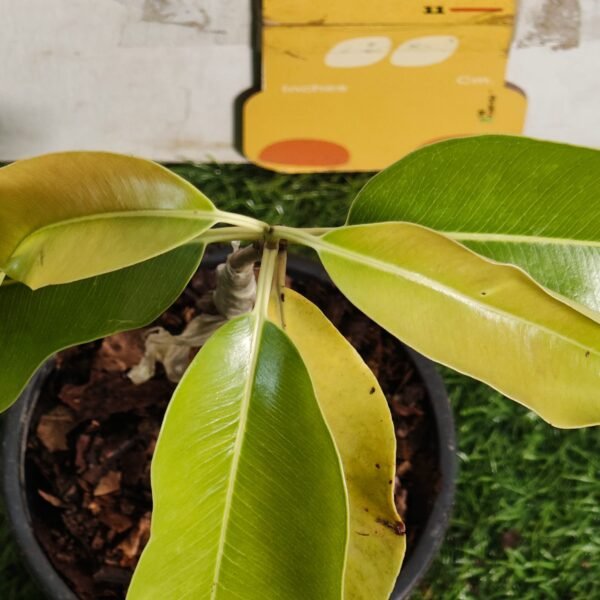 Thai Black Jamun KG-10 – Large Fruit Grafted Java Plum Tree - Image 9