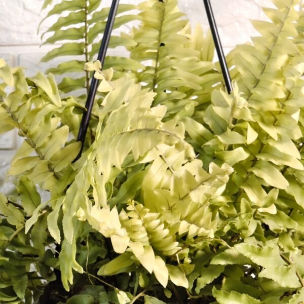 Golden Boston Fern (Nephrolepis exaltata 'Rita's Gold') - Image 3