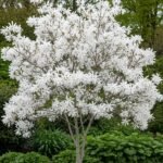 Magnolia Stellata (Star Magnolia)