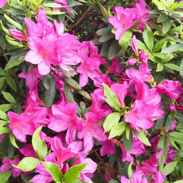 Azalea Purple Splendor (Single Petal) - Image 4