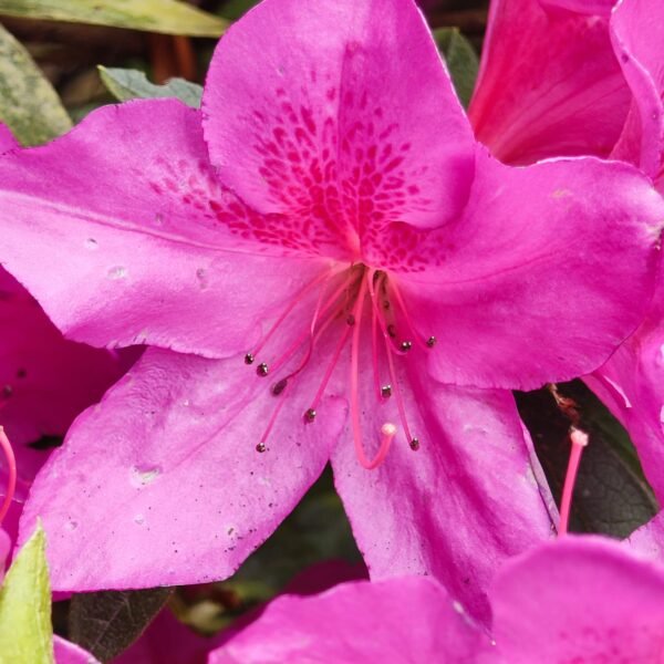 Azalea Purple Splendor (Single Petal) - Image 8