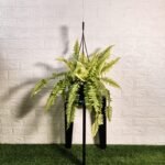 Golden Boston Fern (Nephrolepis exaltata 'Rita's Gold')