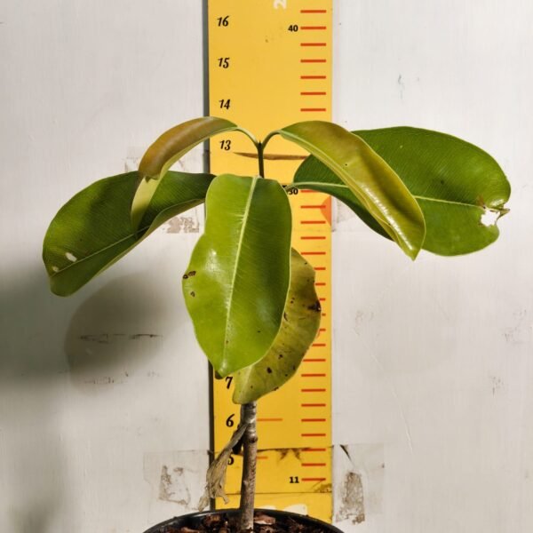 Thai Black Jamun KG-10 – Large Fruit Grafted Java Plum Tree - Image 3