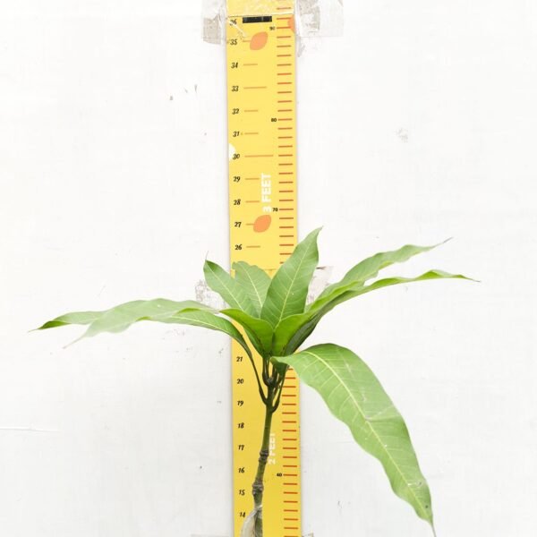 Mango Katimon/Catimon (Grafted) - Image 4