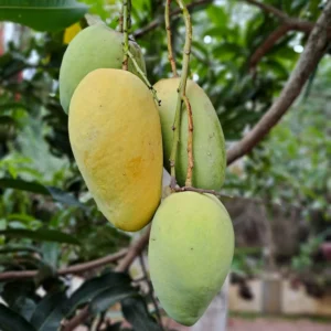 Mango Katimon/Catimon (Grafted)