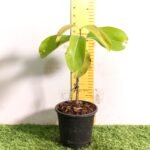 Thai Black Jamun KG-10 – Large Fruit Grafted Java Plum Tree