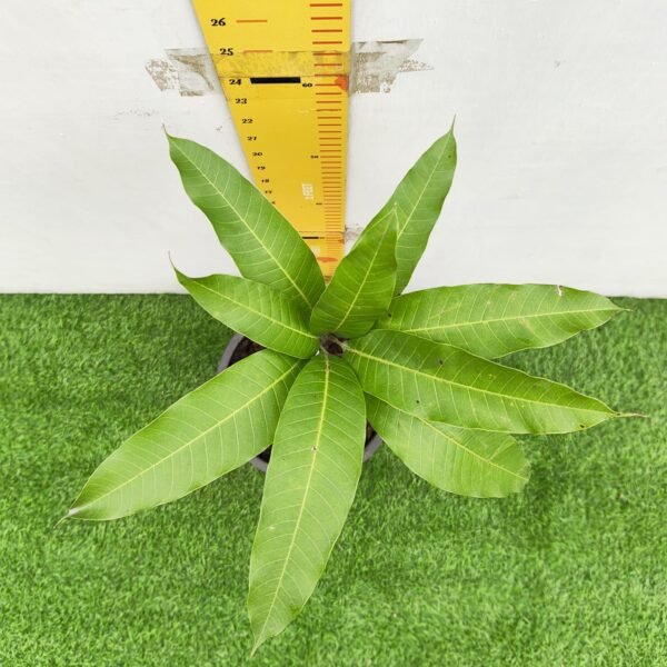 Mango Katimon/Catimon (Grafted) - Image 3