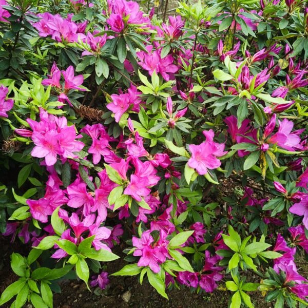Azalea Purple Splendor (Single Petal) - Image 3