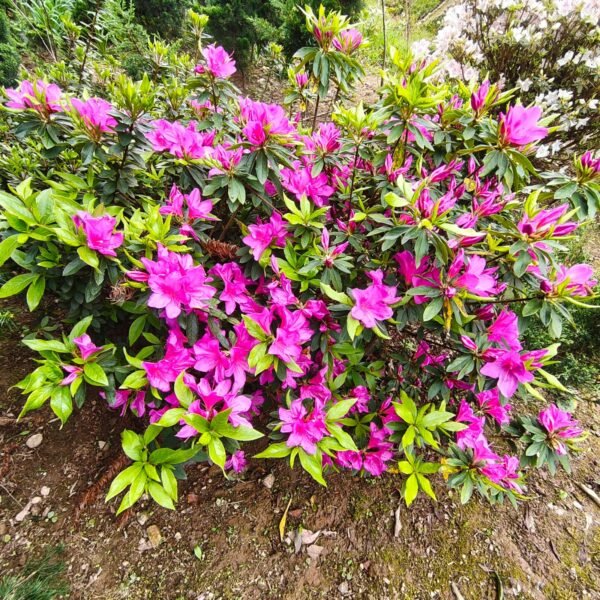 Azalea Purple Splendor (Single Petal) - Image 2