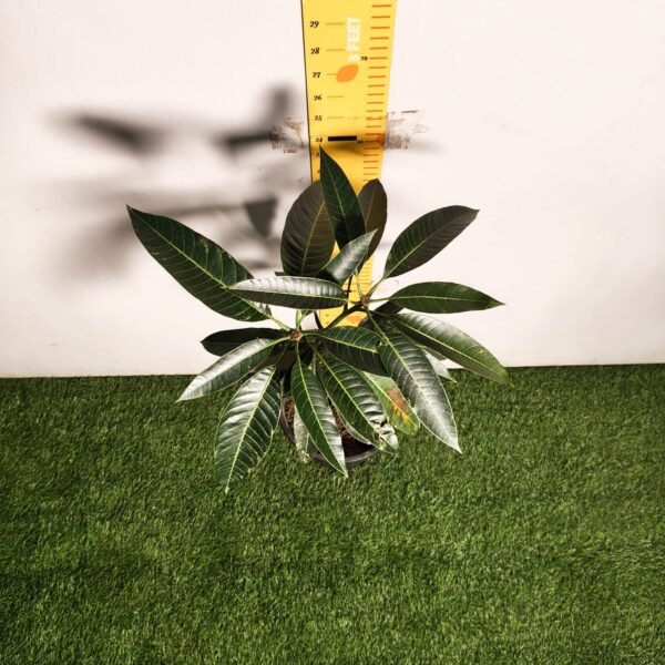 Bari-13 Mango - Image 6
