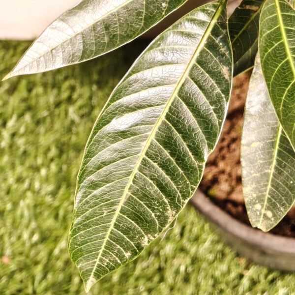 Bari-13 Mango - Image 9
