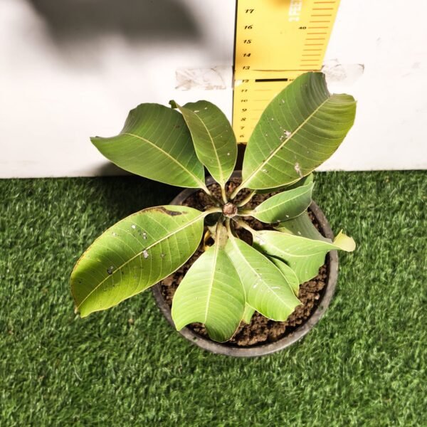 Brunei King Mango - Image 9