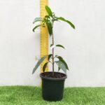 Alphonso mango (Mangifera indica ‘Alphonso’)