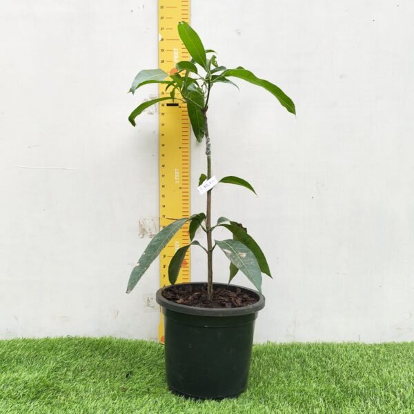 Alphonso mango (Mangifera indica ‘Alphonso’)