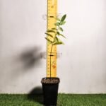Indian White Sandalwood (Santalum album)