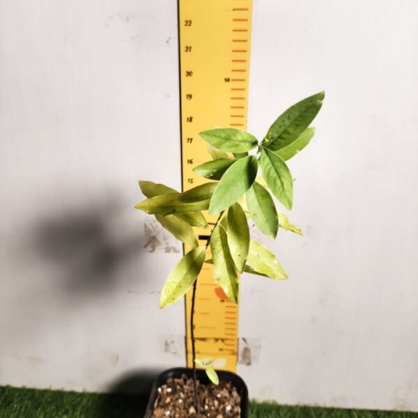 Indian White Sandalwood (Santalum album) - Image 2